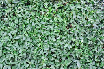 Natural green leaf wall, Texture background