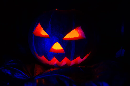 Glowing pumpkin with a candle inside close-up in the foliage with blue illumination. Halloween decorations, background.
