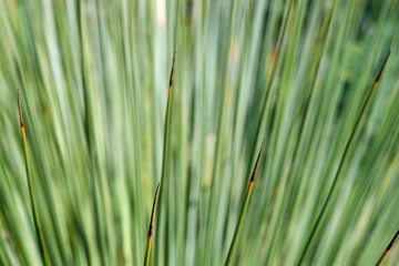 A selective-focus image taken looking into an Australian spiky coastal swamp grass or rush plant; the very narrow depth-of-field and green tones, making for a striking flora background.
