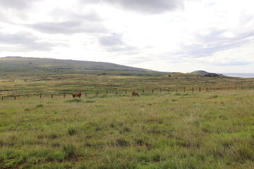 Fototapeta na wymiar Vaches dans une prairie à l'île de Pâques