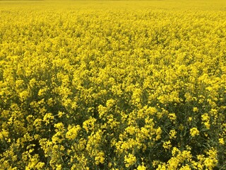 Obraz premium Flowering rapeseed field