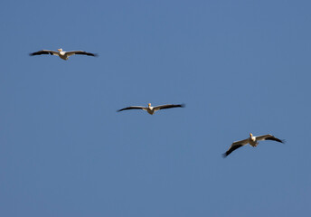 Fototapeta na wymiar American White Pelicans in Flight