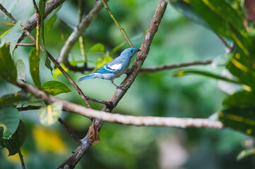 Ailes bleues 