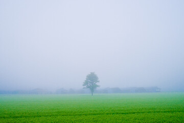 Fototapeta na wymiar 霧の畑