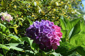 A purple and pink hydrangea bush