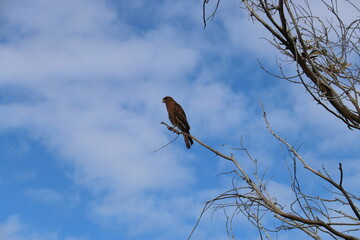 Rapace sur une branche à l'île de Pâques	