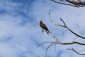 Rapace sur une branche d'arbre à l'île de Pâques	