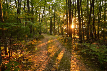 Sunset on dirt road in the woods