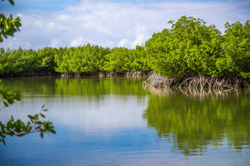 mangroves trees in flordia on sunny day