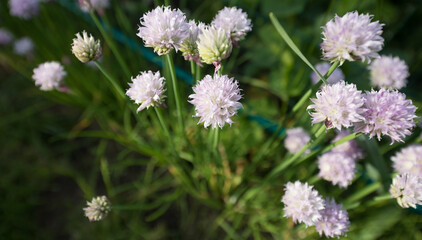 Beautiful summer garden flowers close-up.