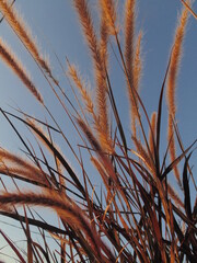 Fototapeta premium naturaleza