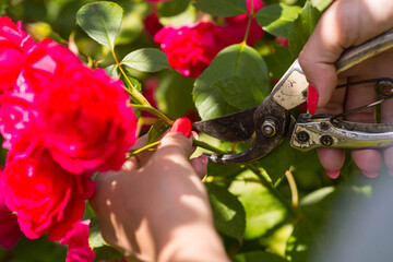 A beautiful red rose in the gardener's hand. A woman with garden pruners cuts off dry buds. Care of...
