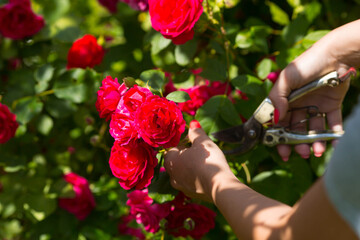A beautiful red rose in the gardener's hand. A woman with garden pruners cuts off dry buds. Care of...
