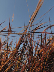 Fototapeta premium naturaleza