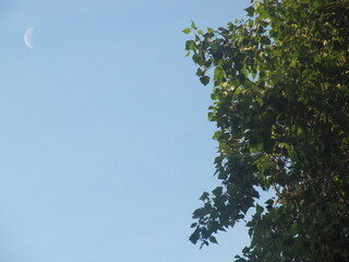 green leaves against a blue sky