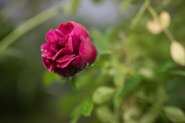 Beautiful summer garden flowers close-up.