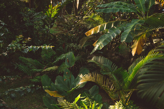 Jungle