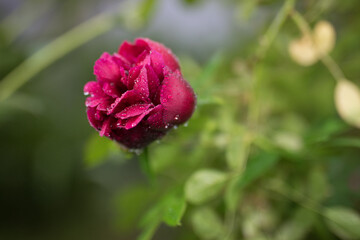 Obraz premium Beautiful summer garden flowers close-up.
