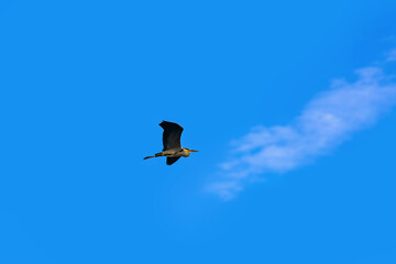 Obraz premium Grey heron in the sky
