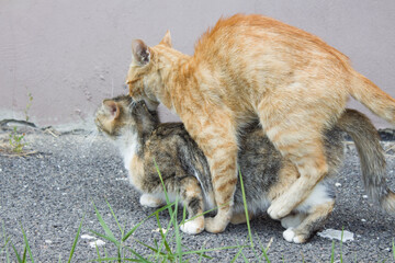 Ginger cat and cat. Pictures of cats, cute cat, drawings of cats, drawings of cats. Cat and cat....