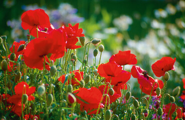 red poppy flowers