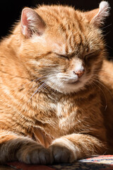 Cat relaxing at home