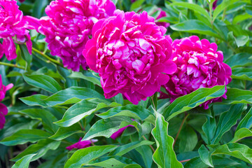 Pink flower. Flower in garden at sunny summer or spring day. Flower for postcard beauty decoration...