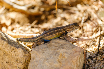 Lizard on Rock