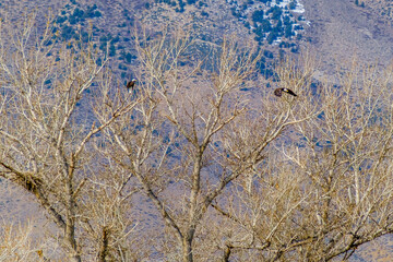 Fototapeta premium Two Bald Eagles at Nest 2