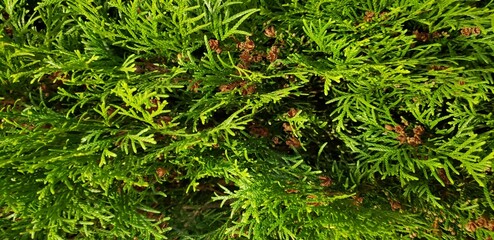 green moss background