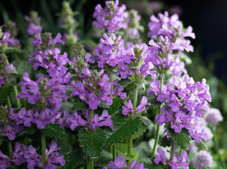 Fototapeta premium Beautiful summer garden flowers close-up.