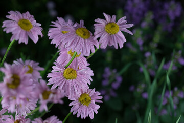 Beautiful summer garden flowers close-up.
