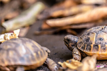 turtles on the ground