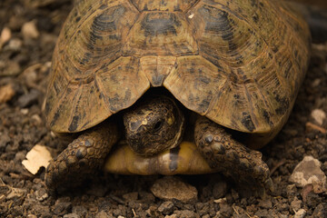 Giant land turtle