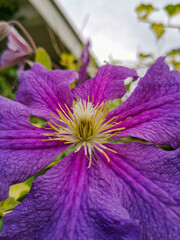 Clematis fioletowy kwiat, piękna roślina ogrodowa
