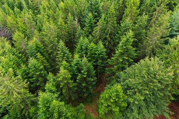 Fototapeta na wymiar Aerial view of Black Forest