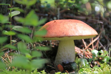 Mushroom