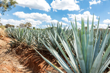 Tequila agave  lanscape
