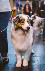 Australian Shepherd at Crufts Dog Show