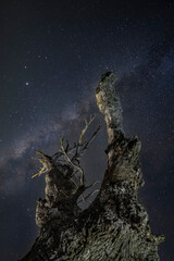 the milky way above a dry tree on a new moon night