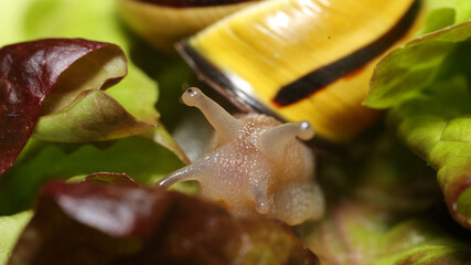Caracol en la huerta de casa.