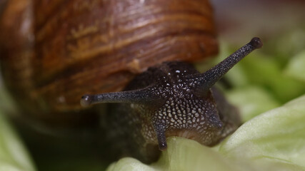 Caracol en la huerta de casa.