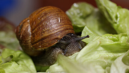 Caracol en la huerta de casa.