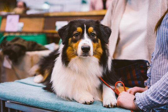 Australian Shepherd At Crufts Dog Show