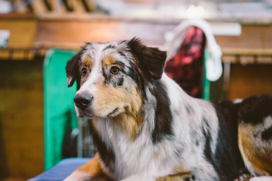 Australian Shepherd At Crufts Dog Show