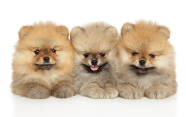 Three Pomeranian puppies lie together