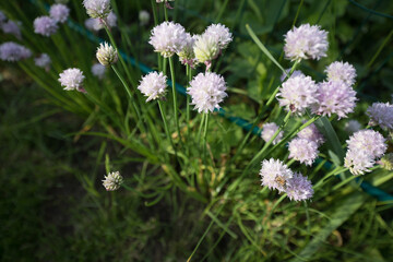 Beautiful summer garden flowers close-up.