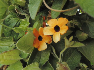 naturaleza