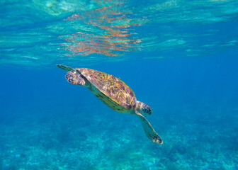Sea turtle in blue seawater dive to coral reef. Oceanic animal underwater photo. Green sea turtle full body