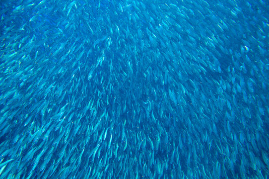 Sardine school swim in blue ocean. Sea fish underwater photo. Pelagic fish colony carousel in seawater